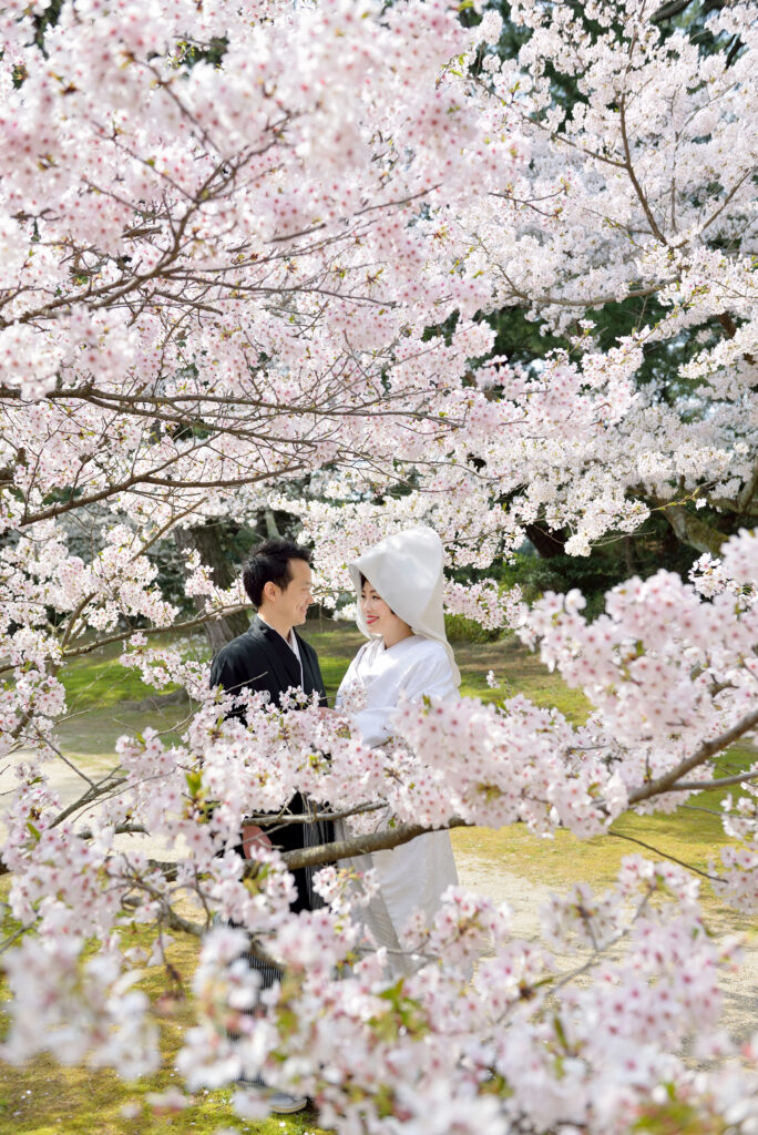 香川県の桜の名所　栗林公園　桜満開　結婚式の前撮り　フォトウェディング