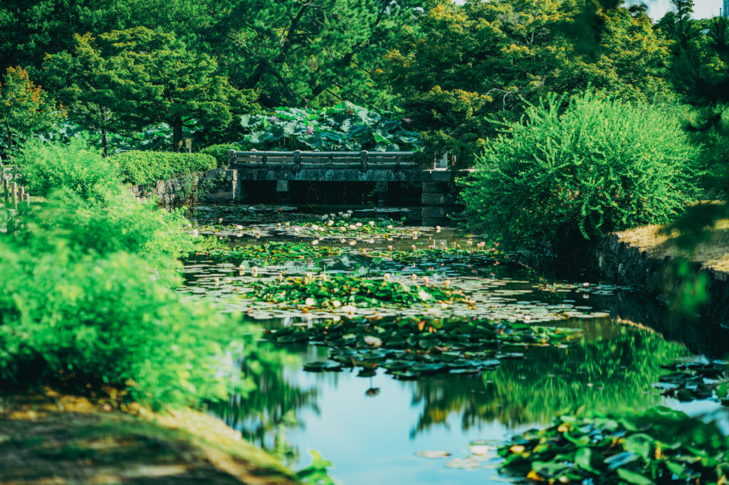 香川県高松市の栗林公園、芙蓉沼、通称「蓮沼」