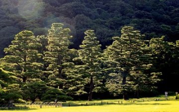 栗林公園のお手植え松。栗林公園には、皇族の方々がお手植えされた松が、5本現存しています